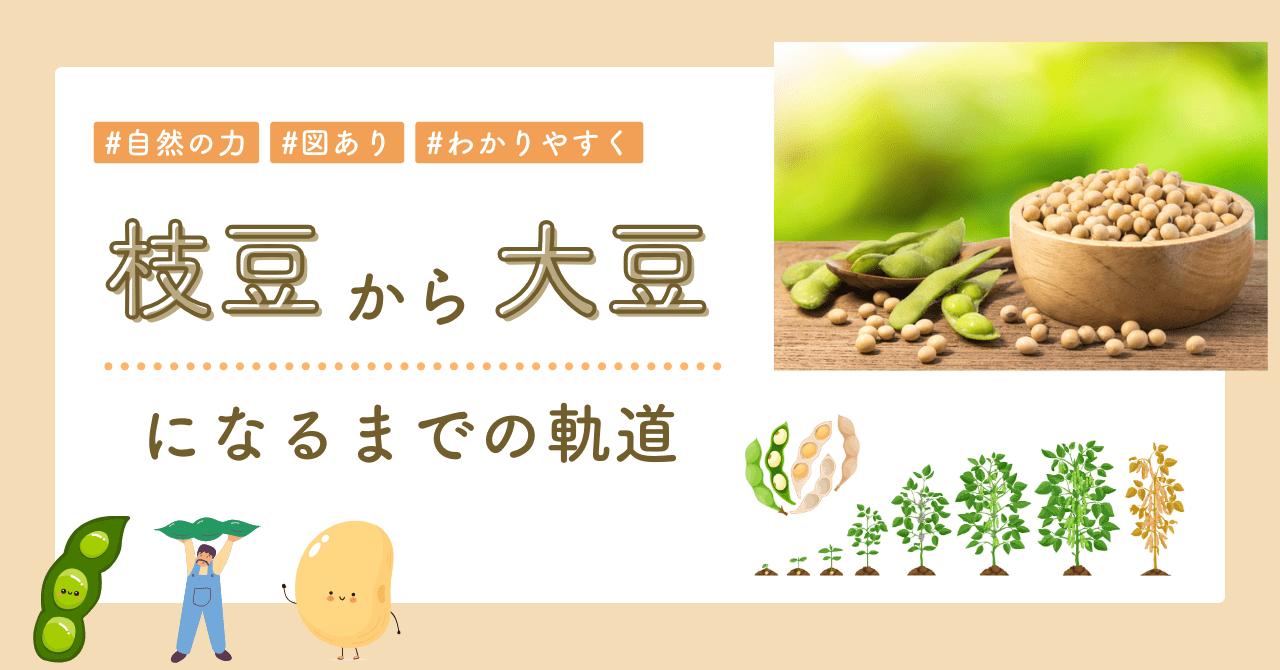 大豆 と 枝豆 の 違い